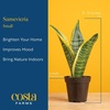 image:imageCosta Farms Snake Plant Live Indoor Plant Air Purifying Low Light EasySnake Plant  Small 812 Inches Tall  in Dcor Planter
