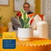 image:imageCosta Farms Snake Plant Live Indoor Plant Air Purifying Low Light EasySnake Plant  Small 812 Inches Tall  in Decorative Plant Pot
