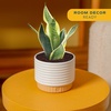 image:imageCosta Farms Snake Plant Live Indoor Plant Air Purifying Low Light EasySnake Plant  Small 812 Inches Tall  in Decorative Plant Pot