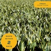 image:imageCosta Farms Snake Plant Live Indoor Plant Air Purifying Low Light EasySnake Plant  Small 812 Inches Tall  in Grower Pot  3Pack