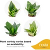 image:imageCosta Farms Snake Plant Live Indoor Plant Air Purifying Low Light EasySnake Plant  Small 812 Inches Tall  in Grower Pot  3Pack