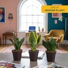 image:imageCosta Farms Snake Plant Live Indoor Plant Air Purifying Low Light EasySnake Plant  Small 812 Inches Tall  in Grower Pot  3Pack