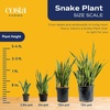 image:imageCosta Farms Snake Plant Live Indoor Plant Air Purifying Low Light EasySnake Plant  Small 812 Inches Tall  in Grower Pot  3Pack