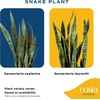 image:imageCosta Farms Snake Plant Live Indoor Plant Air Purifying Low Light EasySnake Plant  Small 812 Inches Tall  in Indoor Dcor Plant Pot  2Pack