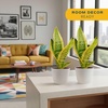 image:imageCosta Farms Snake Plant Live Indoor Plant Air Purifying Low Light EasySnake Plant  Small 812 Inches Tall  in Indoor Dcor Plant Pot  2Pack