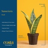 image:imageCosta Farms Snake Plant Live Indoor Plant Air Purifying Low Light EasySnake Plant  Small 812 Inches Tall  in Indoor Dcor Plant Pot  2Pack
