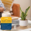 image:imageCosta Farms Snake Plant Live Indoor Plant Air Purifying Low Light EasySnake Plant  Small 812 Inches Tall  in Indoor Grow Pot  2Pack