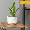 image:imageCosta Farms Snake Plant Live Indoor Plant Air Purifying Low Light EasySnake Plant  Small 812 Inches Tall  in Indoor Grow Pot