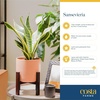 image:imageCosta Farms Snake Plant Live Indoor Plant Air Purifying Low Light EasySnake Plant  Small 812 Inches Tall  in Indoor Grow Pot