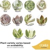 image:imageCosta Farms Succulents Live Indoor Plant Easy Care Home DecorEcheveria  Mini 35 Inches Tall  in Cute Dcor Love Plant Pot 2Pack