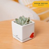 image:imageCosta Farms Succulents Live Indoor Plant Easy Care Home DecorEcheveria  Mini 35 Inches Tall  in Gift For Mom Dcor Pot