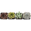 image:imageCosta Farms Succulents Live Indoor Plant Easy Care Home DecorEcheveria  Small 3 Inches Tall  in Grow Pot 4Pack
