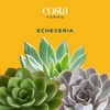 image:imageCosta Farms Succulents Live Indoor Plant Easy Care Home DecorEcheveria  Small 3 Inches Tall  in Grow Pot 4Pack