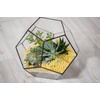 image:imageCosta Farms Succulents Live Indoor Plant Easy Care Home DecorEcheveria  Small 3 Inches Tall  in Grow Pot 4Pack