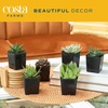 image:imageCosta Farms Succulents Live Indoor Plant Easy Care Home DecorGrow Pot 10Pack