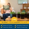 image:imageCosta Farms Succulents Live Indoor Plant Easy Care Home DecorGrow Pot 10Pack