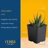 image:imageCosta Farms Succulents Live Indoor Plant Easy Care Home DecorHaworthia  Mini 4 Inches Tall  in Cute Cactus Dcor Pot