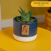 image:imageCosta Farms Succulents Live Indoor Plant Easy Care Home DecorHaworthia  Small 4 Inches Tall  in Dcor Plant Pot