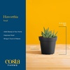 image:imageCosta Farms Succulents Live Indoor Plant Easy Care Home DecorHaworthia  Small 4 Inches Tall  in Dcor Plant Pot