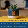 image:imageCosta Farms Succulents Live Indoor Plant Easy Care Home DecorHaworthia  Small 4 Inches Tall  in Dcor Plant Pot