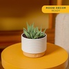 image:imageCosta Farms Succulents Live Indoor Plant Easy Care Home DecorHaworthia  Small 4 Inches Tall  in Indoor Garden Plant Pot