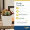 image:imageCosta Farms Succulents Live Indoor Plant Easy Care Home DecorHaworthia  Small 4 Inches Tall  in Plant Lover Dcor Pot