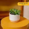 image:imageCosta Farms Succulents Live Indoor Plant Easy Care Home DecorJade Plant  Small 68 Inches Tall  in Minimalist Dcor Plant Pot