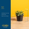 image:imageCosta Farms Succulents Live Indoor Plant Easy Care Home DecorJade Plant  Small 68 Inches Tall  in Minimalist Dcor Plant Pot
