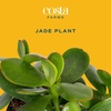 image:imageCosta Farms Succulents Live Indoor Plant Easy Care Home DecorJade Plant  Small 68 Inches Tall  in Minimalist Dcor Plant Pot