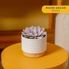 image:imageCosta Farms Succulents Live Indoor Plant Easy Care Home DecorSucculent  Growers Choice