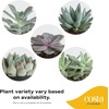 image:imageCosta Farms Succulents Live Indoor Plant Easy Care Home DecorSucculent  Growers Choice