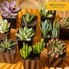 image:imageCosta Farms Succulents Live Indoor Plant Easy Care Home DecorSucculent Plant Pot