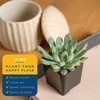 image:imageCosta Farms Succulents Live Indoor Plant Easy Care Home DecorSucculent Plant Pot