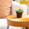 image:imageCosta Farms Succulents Live Indoor Plant Easy Care Home Decorin Grower Pot  3Pack