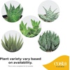 image:imageCosta Farms Succulents Live Indoor Plant Easy Care Home Decorin Growers Pot