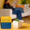 image:imageCosta Farms Succulents Live Indoor Plant Easy Care Home Decorin Growers Pot