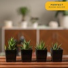 image:imageCosta Farms Succulents Live Indoor Plant Easy Care Home Decorin Growers Pot
