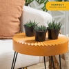 image:imageCosta Farms Succulents Live Indoor Plant Easy Care Home Decorin Growers Pot