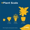 image:imageCosta Farms Succulents Live Indoor Plant Easy Care Home Decorin Growers Pot
