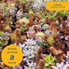 image:imageCosta Farms Succulents Live Indoor Plant Easy Care Home Decorin Growers Pot
