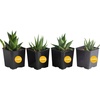 image:imageCosta Farms Succulents Live Indoor Plant Easy Care Home Decorin Growers Pot