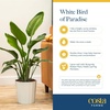 image:imageCosta Farms White Bird of Paradise Live Indoor Plant Easy CareWhite Bird of Paradise  Extra Large 45 Feet Tall  in Grow Pot