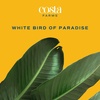 image:imageCosta Farms White Bird of Paradise Live Indoor Plant Easy CareWhite Bird of Paradise  Extra Large 45 Feet Tall  in Grow Pot
