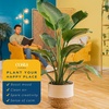 image:imageCosta Farms White Bird of Paradise Live Indoor Plant Easy CareWhite Bird of Paradise  Large 23 Feet Tall  in Boho Dcor Planter