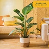 image:imageCosta Farms White Bird of Paradise Live Indoor Plant Easy CareWhite Bird of Paradise  Large 23 Feet Tall  in Boho Dcor Planter