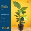 image:imageCosta Farms White Bird of Paradise Live Indoor Plant Easy CareWhite Bird of Paradise  Large 23 Feet Tall  in Decorative Plant Pot