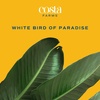 image:imageCosta Farms White Bird of Paradise Live Indoor Plant Easy CareWhite Bird of Paradise  Large 23 Feet Tall  in Decorative Plant Pot