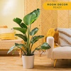 image:imageCosta Farms White Bird of Paradise Live Indoor Plant Easy CareWhite Bird of Paradise  Large 23 Feet Tall  in Decorative Plant Pot