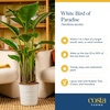 image:imageCosta Farms White Bird of Paradise Live Indoor Plant Easy CareWhite Bird of Paradise  Large 23 Feet Tall  in Decorative Plant Pot