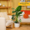 image:imageCosta Farms White Bird of Paradise Live Indoor Plant Easy CareWhite Bird of Paradise  Large 23 Feet Tall  in Decorative Planter